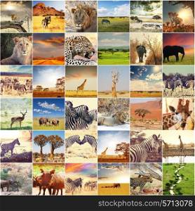 african safari collages