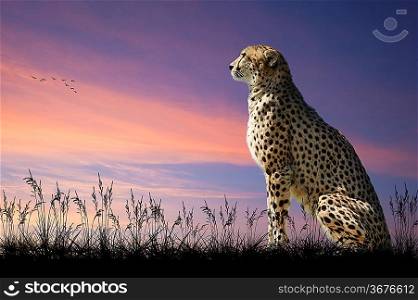 African safari concept image of cheetah looking out over savannah with beautiful sunset sky