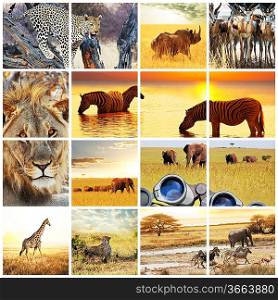 african safari in Etosha,Namibia