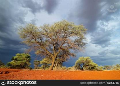 African savannah landscape against a dark sky of an approaching storm, South Africa