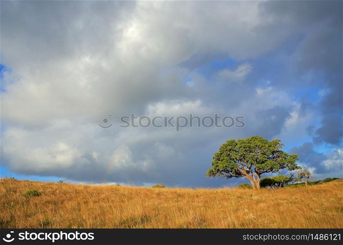 African savannah landscape with trees in grassland with a cloudy sky, South Africa