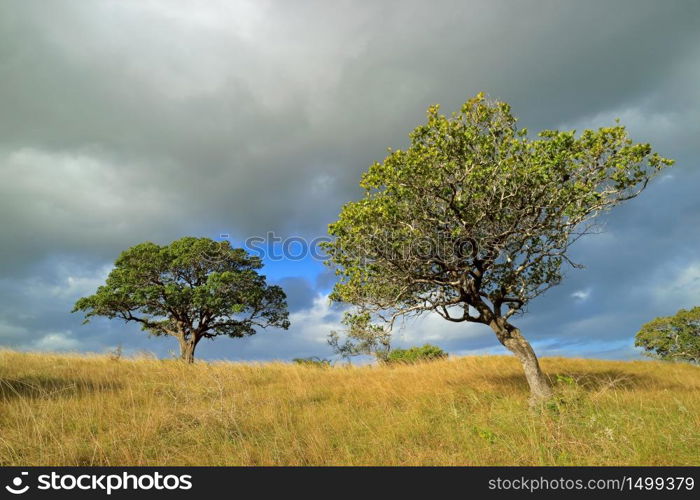 African savannah landscape with trees in grassland with a cloudy sky, South Africa