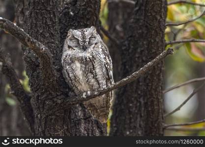 African Scops-Owl in Kruger National park, South Africa ; Specie Otus senegalensis family of Strigidae. African Scops-Owl in Kruger National park, South Africa