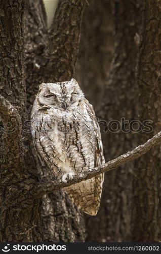 African Scops-Owl in Kruger National park, South Africa ; Specie Otus senegalensis family of Strigidae. African Scops-Owl in Kruger National park, South Africa