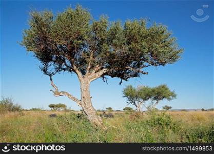 African shepherds tree (Boscia albitrunca) in grassland against a blue sky, South Africa