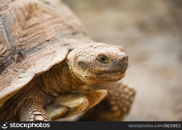 African spurred tortoise / Close up head turtle