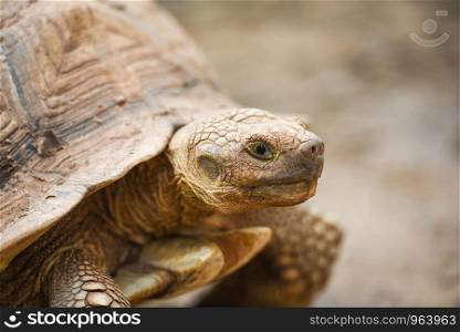 African spurred tortoise / Close up head turtle