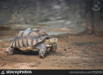 African spurred tortoise / Close up turtle walking - selective focus