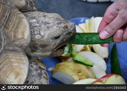 African spurred tortoise lunching (LVL. Geochelone sulcata)