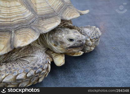 African spurred tortoise lunching  LVL. Geochelone sulcata 