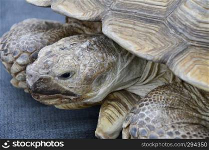 African spurred tortoise lunching  LVL. Geochelone sulcata 