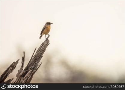 African stonechat female perched on stump in Kruger National park, South Africa ; Specie Saxicola torquatus family of Musicapidae. African stonechat in Kruger National park, South Africa