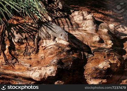 African Striped Mongoose on wood log under bright sunlight in Valencia Bioparc. Spain