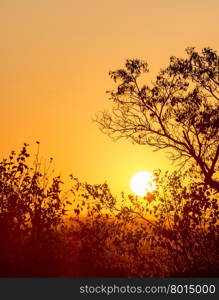 African sunset through silhouetted trees with copy space in the golden sky