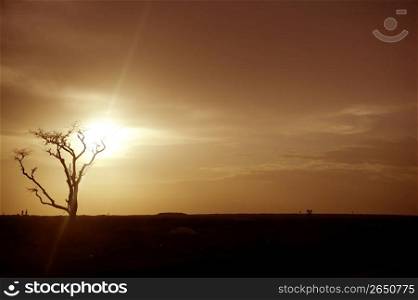 African sunset warm brown golden sky colors and tree