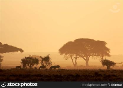 African sunset with silhouetted trees and plains zebras, Amboseli National Park, Kenya