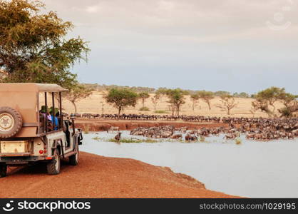 African Tanzania Safari trip wildlife watch tour - Herd of African wildebeest in golden grass meadow near river of Serengeti Grumeti reserve Savanna forest in evening during great migration