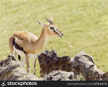 African Thomson's Gazelle (Eudorcas Thomsonii)