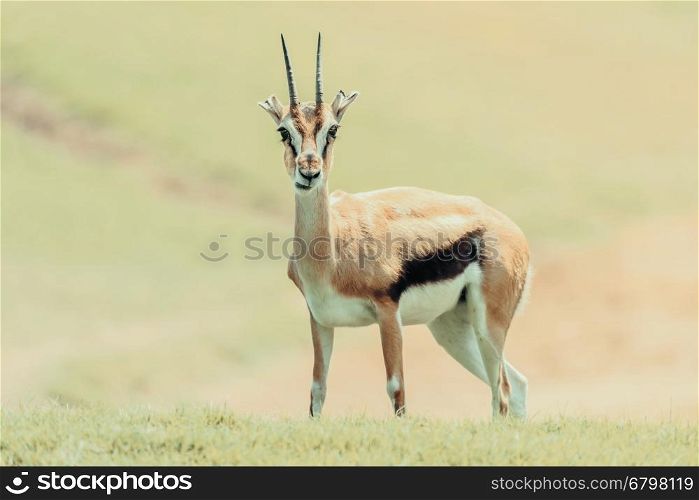 African Thomson's Gazelle (Eudorcas Thomsonii)