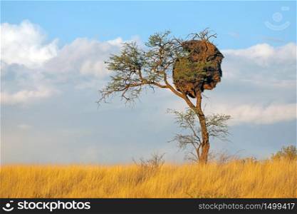 African thorn-tree with communal nest of sociable weavers (Philetairus socius), Kalahari, South Africa
