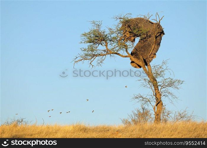 African thorn-tree with communal nest of sociable weavers  Philetairus socius , Kalahari, South Africa 