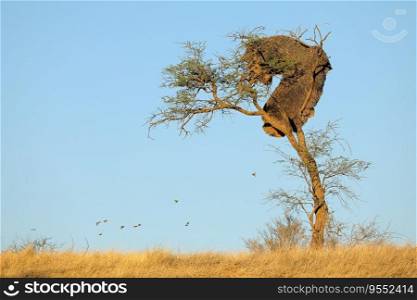 African thorn-tree with communal nest of sociable weavers  Philetairus socius , Kalahari, South Africa 