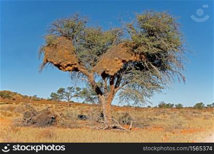 African thorn tree with large communal nest of sociable weavers (Philetairus socius), Kalahari desert, South Africa
