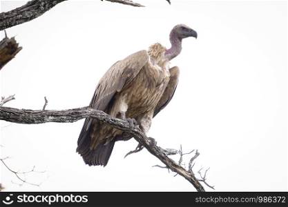 African vulture standing on top of a branch