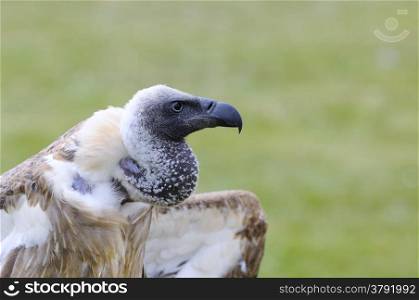 African white backed vulture on green background.