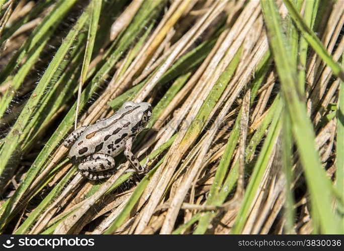 african white frog on green leaves in nature