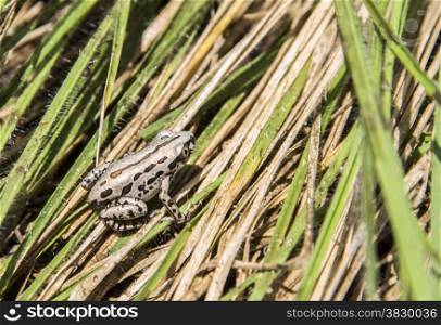 african white frog on green leaves in nature