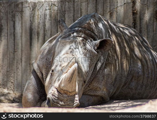 African white rhino