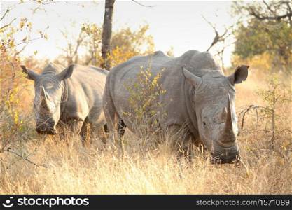African White Rhino on safari in a South African Game Reserve