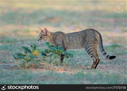 African wild cat (Felis silvestris lybica) in natural habitat, Kalahari desert, South Africa