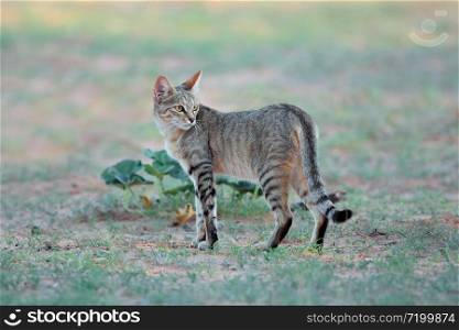 African wild cat (Felis silvestris lybica) in natural habitat, Kalahari desert, South Africa