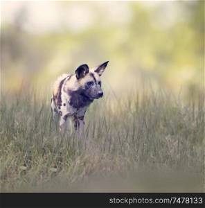 African wild dog also known as African hunting or African painted dog