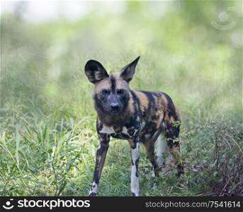African wild dog also known as African hunting or African painted dog