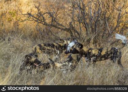African wild dog in Kruger National park, South Africa ; Specie Lycaon pictus family of Canidae. African wild dog in Kruger National park, South Africa