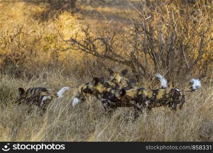 African wild dog in Kruger National park, South Africa ; Specie Lycaon pictus family of Canidae. African wild dog in Kruger National park, South Africa