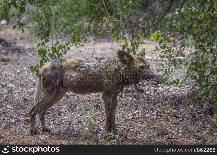 African wild dog in Kruger National park, South Africa ; Specie Lycaon pictus family of Canidae. African wild dog in Kruger National park, South Africa