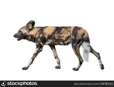 African wild dog isolated on white background, also known as African hunting or African painted dog