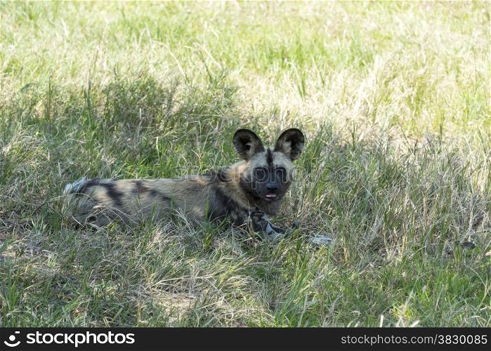african wild dog laying in the grass in wild life safari park africa