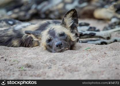 African wild dog laying in the sand and starring at the camera in the Kruger National Park, South Africa.