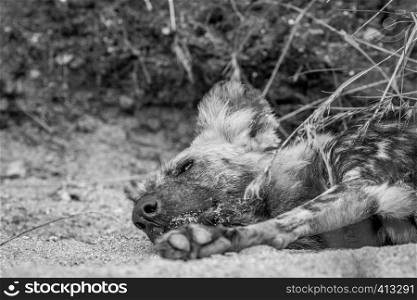 African wild dog laying in the sand in black and white in the Kruger National Park, South Africa.