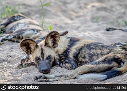 African wild dog laying in the sand in the Kruger National Park, South Africa.