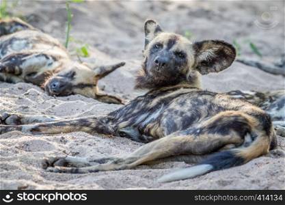 African wild dog laying in the stand and looking in the Kruger National Park, South Africa.