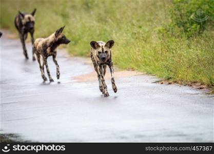 African wild dog running towards the camera in the Kruger National Park, South Africa.