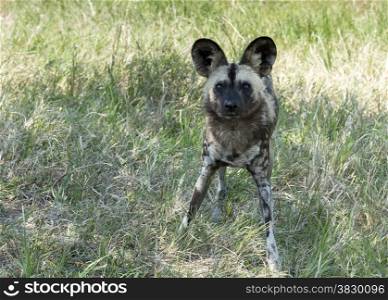 african wild dog standing and staring in wild life safari park africa