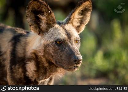 African wild dog starring in the Kruger National Park, South Africa.