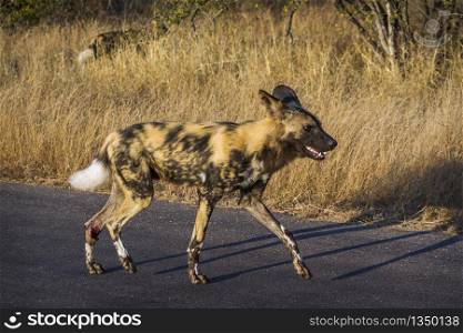 African wild dog walking on safari road in Kruger National park, South Africa ; Specie Lycaon pictus family of Canidae. African wild dog in Kruger National park, South Africa
